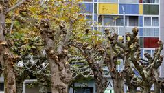 Poda de �rboles en el jard�n municipal de Carballo.