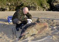 Juan Ignacio D�az analiza un dos animais que apareceron en Fisterra.