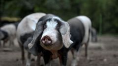 O porco celta � unha raza aut�ctona que se cr�a en extensivo