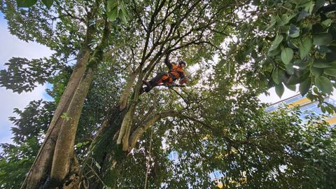 Comenz� en Lugo la tala de un enorme pradairo que desde el Hogar de Santa Mar�a invad�a la calle Deputaci�n