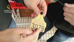 Trama de comercio ilegal de vacuno