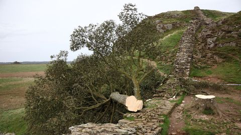 Detenido un menor por talar el �rbol de �Robin Hood�, uno de los m�s famosos de Reino Unido