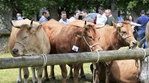 El ganado vacuno es uno de los principales alicientes de estas ferias de O Pramo