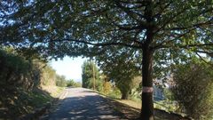 �rbol con nido de velutina en Oviedo