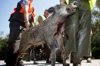 Los tecores de A Rocha y R�o Ulla pedir�n m�s batidas.