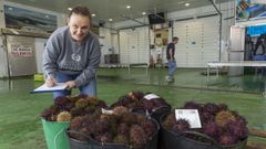 Subasta de cuatro capazos de erizos el pasado viernes en el recinto de subastas de Laxe