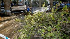 Trabajos de retirada del �rbol de la plaza de Azc�rraga