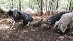 Imagen del monte comunal de Carballo, en Friol, donde los porcos celtas limpian el suelo