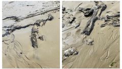 Las mareas vivas del equinoccio de primavera sacaron a la luz los troncos petrificados