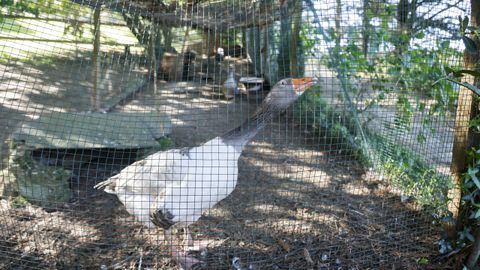 Algunas de las aves de Belelle. 