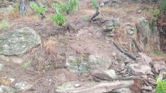 Muras deerribadas por el jabal� en una vi�a de Lumeares, dentro de la denominaci�n de origen Ribeira Sacra