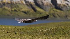 Un pigargo liberado en 2021 sobrevuela la r�a de Tina Mayor (Asturias-Cantabria)