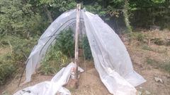 Las plantas de marihuana crec�an al abrigo de un invernadero 