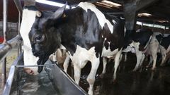 El municipio de Castro de Rei es puntero en la produccin de leche