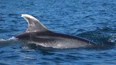 xaro, el arroaz de aleta blanca que Cemma identific por primera vez en Galicia en el ao 2000