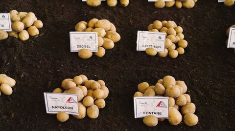 Hay una exposicin de variedades de patatas.