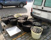 Gardacostas de Galicia coordin� la aprehensi�n del bivalvo. 
