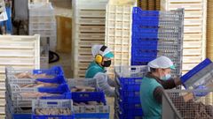 Cajas de plstico en una conservera gallega (foto de archivo)