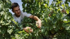 Dos bodegas arrancaron este jueves la campa�a recogiendo uva godello