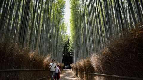 Bosque de bamb en Kyoto. En abril, Japn recibi menos de 3.000 turistas extranjeros, lo que supone un 99 % menos de lo habitual