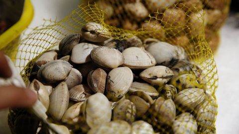 Almejas, en una imagen de archivo