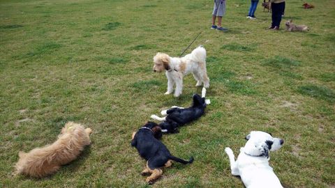 Un grupo de perros en un parque de Gijn 