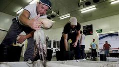 Descarga de pulpos en la lonja de Ribeira, entre las principales de Galicia, el primer d�a de campa�a, a principios de julio.