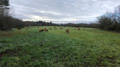 Reses de la explotaci�n de la carnicer�a Carbaleda en la localidad de Teil�n