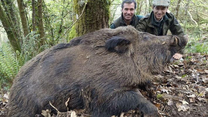 Los vakamulos son superjabal�es de hasta 200 kilos de peso que, pese a moverse por zonas inh�spitas alejadas de la actividad humana, tambi�n provocan da�os en el campo.