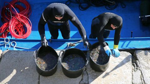 Dos buzos con las anémonas capturadas en la zona de Vilanova