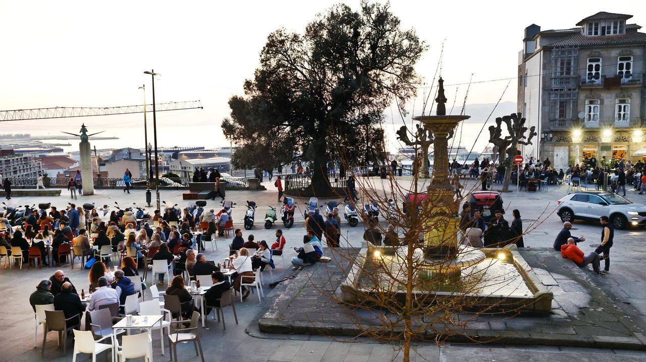 Amigas das Árbores convoca una foliada para pedir garantías sobre el olivo del Paseo de Alfonso XII