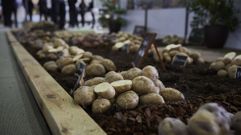 Patatas de A Limia
