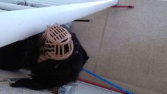 El animal, acredita la sentencia, muri� de inanici�n