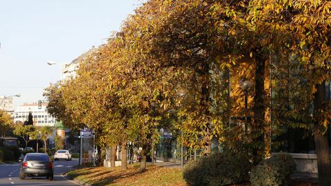 Llega el oto�o a los �rboles de la ciudad. Elvi�a