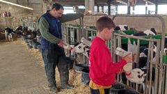Cra de becerros en una granja de Mazaricos.