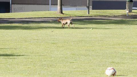 Perros sueltos en el parque Europa.