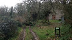 Una asociaci�n pide el traslado del �rbol a un lugar visible