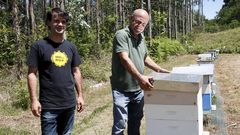 As se retira un ejambre de abejas