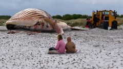 El cad�ver de la ballena Timmy tras ser remolcado a una playa danesa.