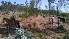 Los animales est�n en un recinto de 8,5 hect�reas de superficie