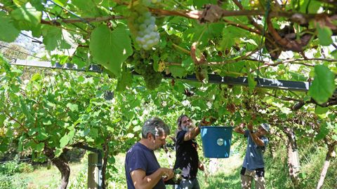 Labores de vendimia en los terrenos de la bodega Entre os Ros.