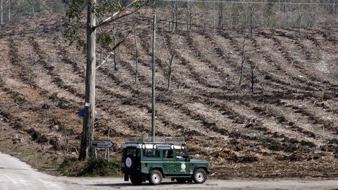 Imagen de archivo de una plantaci�n de frondosas en la ruta das M�moas