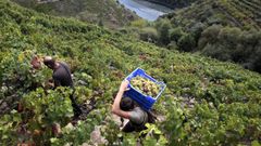 Imaxe de arquivo dos vi�edos da Ribeira Sacra