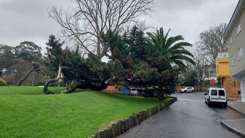 Pino tumbado por el viento en Santa Cristina, Oleiros