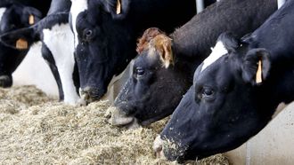 Imagen de unas vacas de leche en una foto de archivo