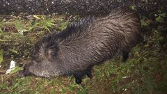 Jabal� muerto que provoc� un accidente en la autov�a del Barbanza