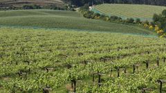 La falta de persona est� demorando tramitaciones administrativas que afectan al vi�edo de R�as�Baixas