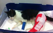 Nemo fue operado ayer y sufri� varias fracturas y heridas internas