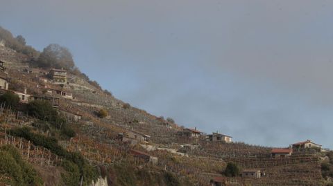 Vias en San Fiz (Chantada) fotografiadas al medioda con la niebla todava disipndose