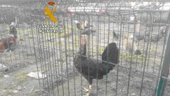 Gallos mutilados